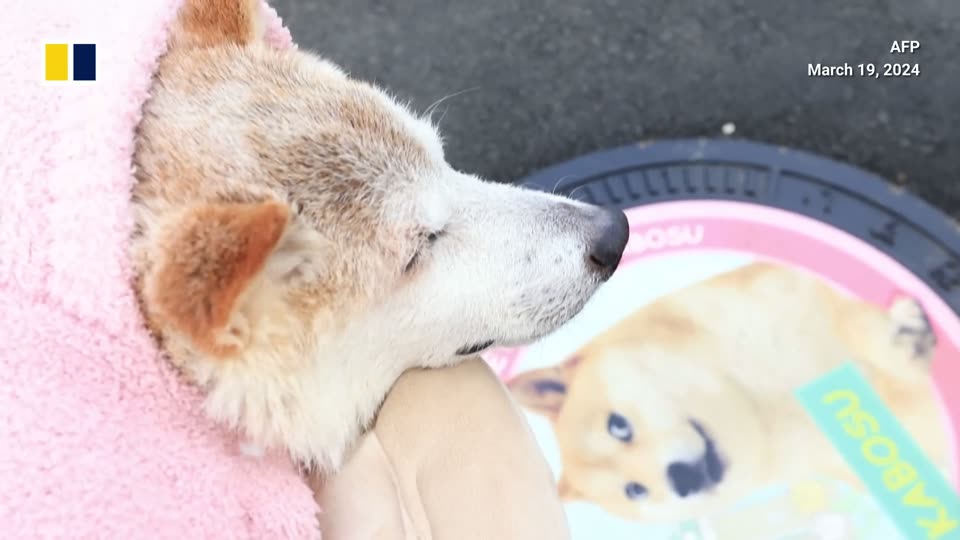 Kabosu resting on a pink blanket